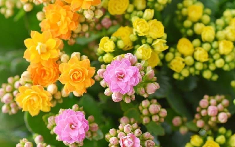 Hoa sống đời tượng trưng cho sự vững vàng, sức khỏe và sự phát triển bền vững