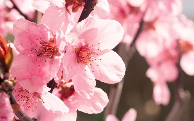 Hoa đào là biểu tượng cho sức mạnh, sự sinh sôi nảy nở và vận may trong năm mới