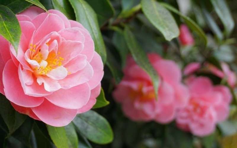 Hoa hải đường tượng trưng cho sự giàu sang, phú quý, tài lộc và may mắn