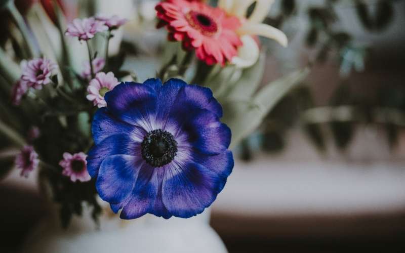 Hoa hải quỳ tượng trưng cho sự cô đơn và nỗi nhớ