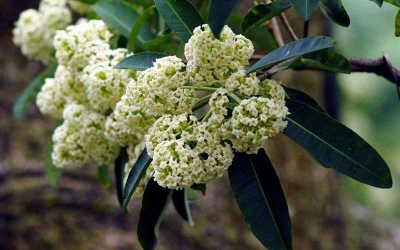 Hoa sữa đại diện cho sự ngọt ngào, tình yêu đơn phương thầm lặng