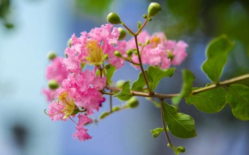 Hoa tường vi hồng thể hiện sự ngây thơ và sự yêu mến nhẹ nhàng