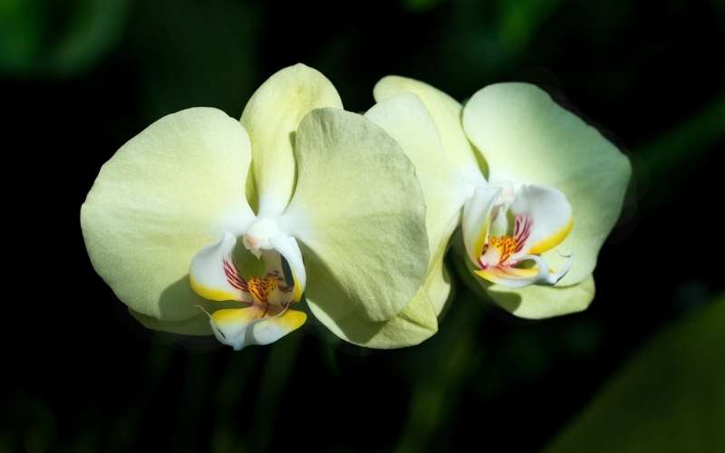 Hoa lan hồ điệp còn là biểu tượng của tình yêu nồng cháy và mãnh liệt