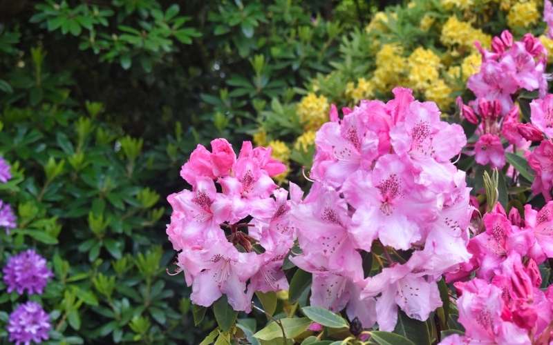 Hoa đỗ quyên là biểu tượng của tình yêu chân thành, thủy chung và hạnh phúc