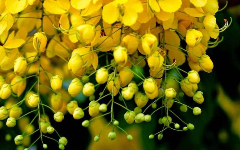 Hoa bọ cạp vàng mang ý nghĩa đặc biệt khác nhau tùy vào quốc gia