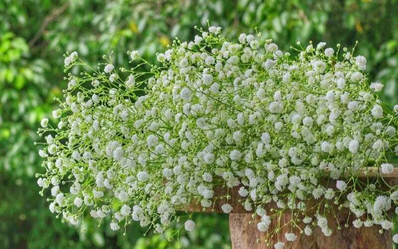 Hoa baby tượng trưng cho một tình yêu lâu dài, bền chặt và sự thấu hiểu giữa các cặp đôi