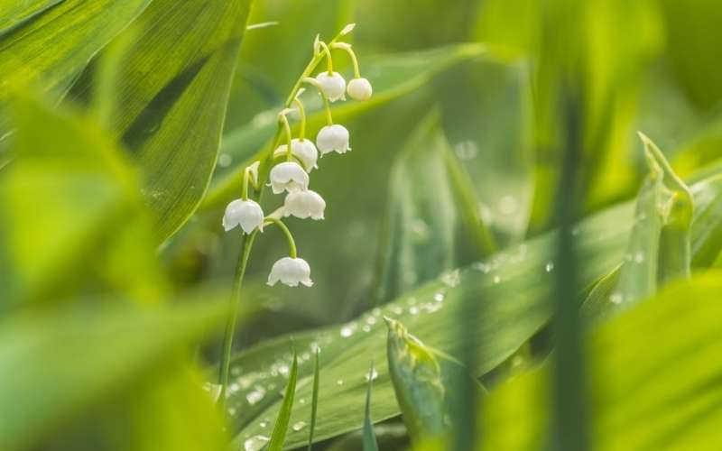 Hoa linh lan mang lại sự may mắn và hạnh phúc trong tình yêu