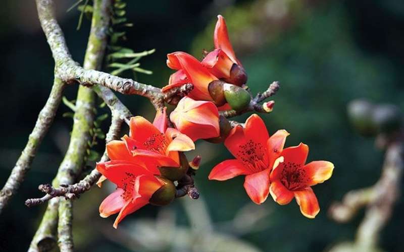 Hoa gạo tượng trưng cho những con người khiêm tốn, hiền lành và luôn sống trong sự giản dị