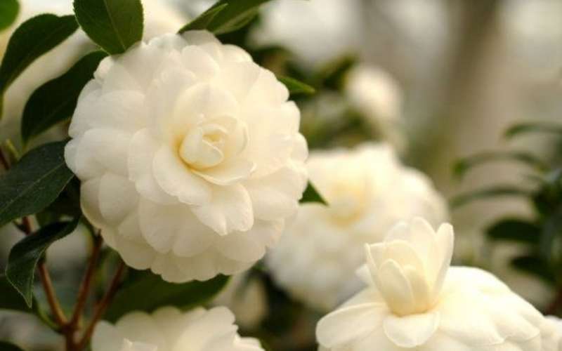 Hoa trà dù ở màu sắc nào cũng đều đại diện cho vẻ đẹp tinh tế, sự khiêm nhường, và vận may
