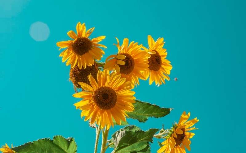 Hoa hướng dương được xem là nguồn cảm hứng sống cho những ai đang tìm kiếm ánh sáng trong cuộc đời
