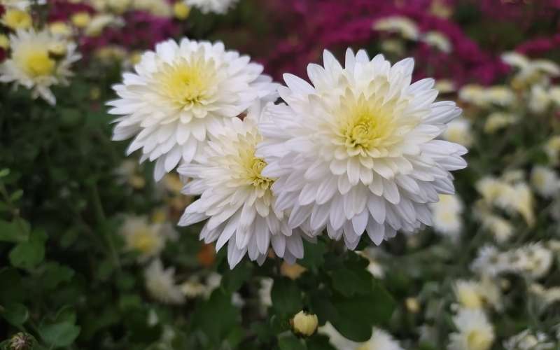 Hoa cúc trắng là một trong những loài hoa thường xuất hiện trong những dịp tang lễ hoặc ngày giỗ