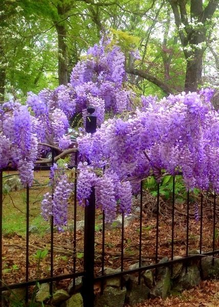 Hoa tử đằng châu Mỹ Kentucky Wisteria Macrostachya