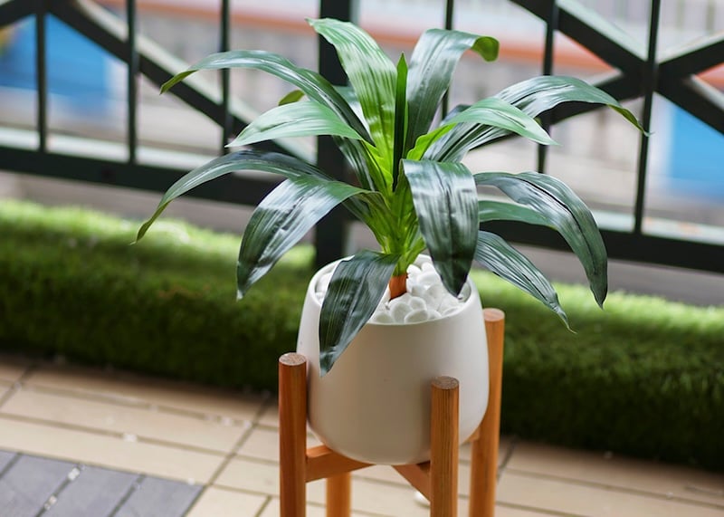 Bí quyết chăm sóc để cây Thiết Mộc Lan luôn xanh tốt và khỏe mạnh