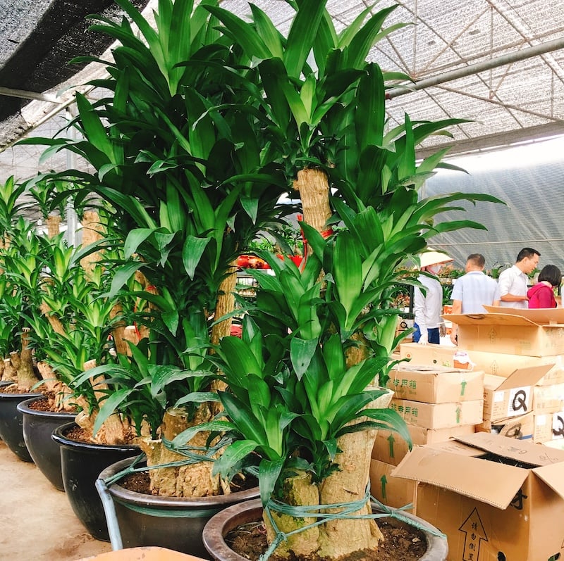 Cây hoa kiểng thiết mộc lan - Phát tài cổ thụ