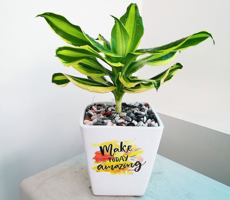 Hoa thiết mộc lan đặc biệt hợp với mệnh mộc và mệnh hỏa