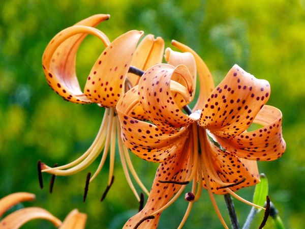 Đặc trưng của hoa ly hổ là màu cam rực rỡ kết hợp cùng hoạ tiết chấm bi độc đáo