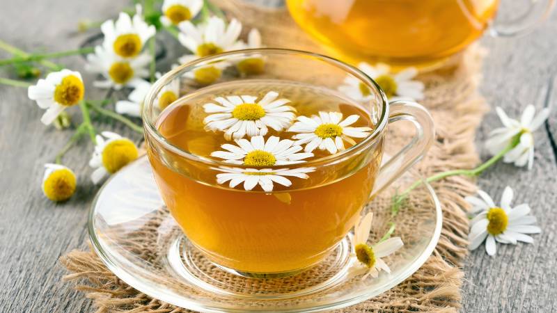 Những công dụng đa dạng và bất ngờ của hoa cúc Tana trong trang trí và y học