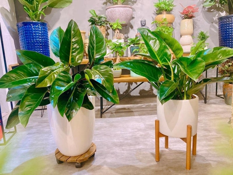 Trầu Bà Đế Vương tượng trưng cho quyền lực và uy tín, thường được chọn làm cây cảnh tặng khai trương