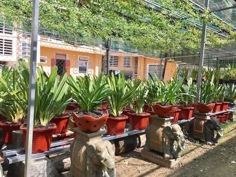 Lan kiếm là loài hoa ưa ánh sáng tán xạ, cây sẽ không sống trước ánh sáng trực tiếp