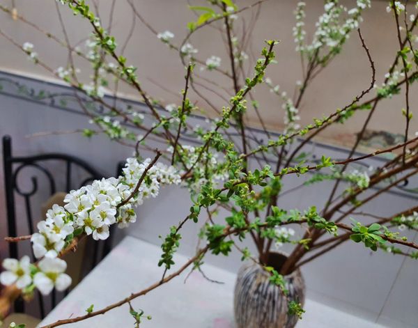 Hoa mai tuyết - Loài hoa Tết miền Bắc đẹp sang trọng