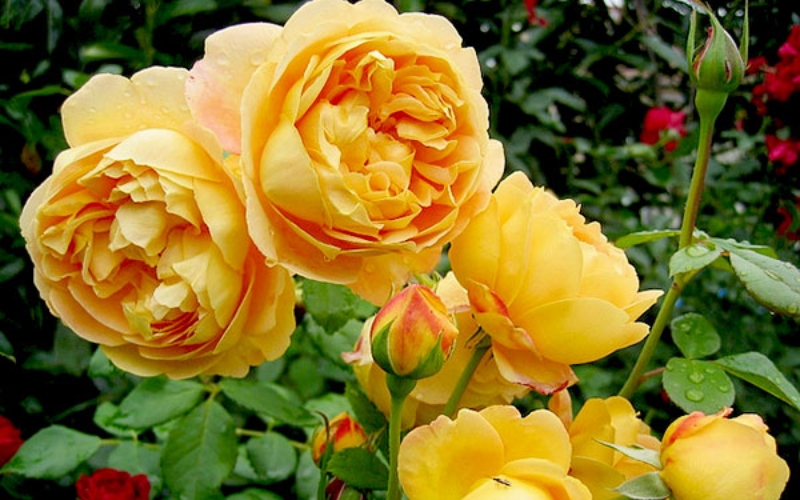 Hoa hồng vàng được xem là một loài hoa mang may mắn