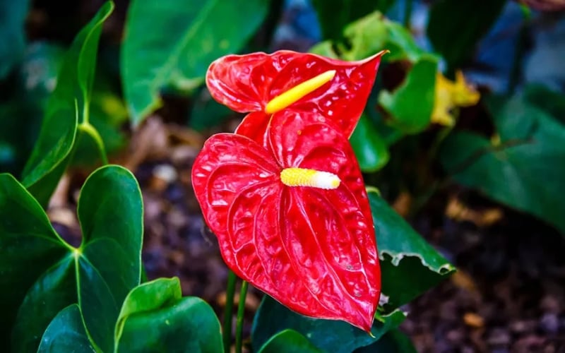 Hoa hồng môn có màu đỏ rực rỡ, tượng trưng cho sự may mắn