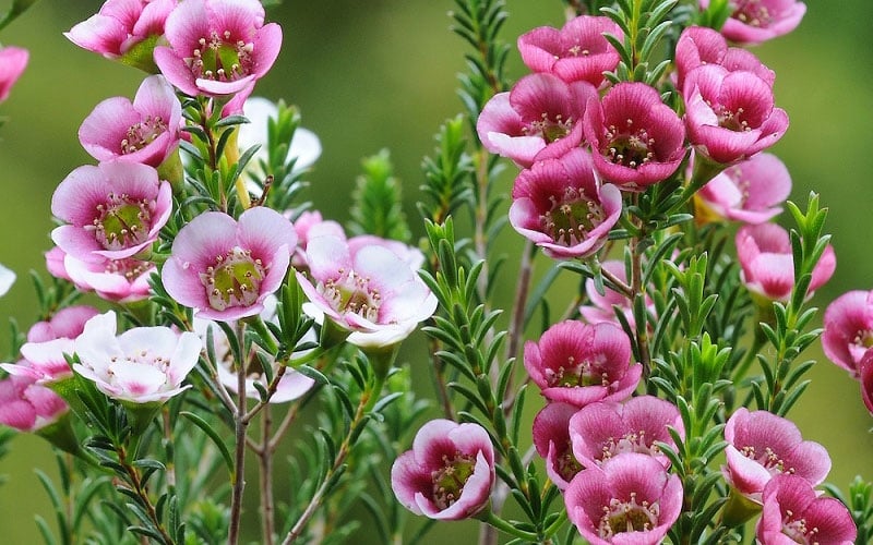 Hoa thanh liễu tượng trưng cho sự may mắn, sự giàu sang, thịnh vượng