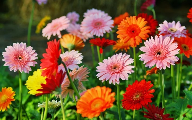 Hoa đồng tiền được xem là một loài cây mang lại nhiều may mắn