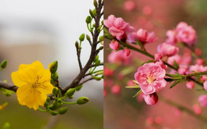 Hình ảnh hoa mai và hoa đào