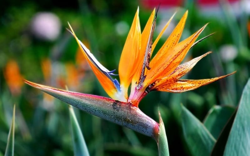 Hoa thiên điểu đại diện cho sự tự do, niềm vui