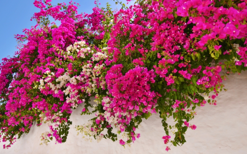 Hoa giấy thường tượng trưng cho sự giản dị, nét đẹp mộc mạc