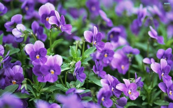 Hoa violet tím có hình dáng nhỏ nhắn và thanh thoát (Nguồn: Internet)