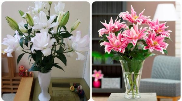 Hoa ly là loài hoa ý nghĩa, thích hợp viếng đám tang