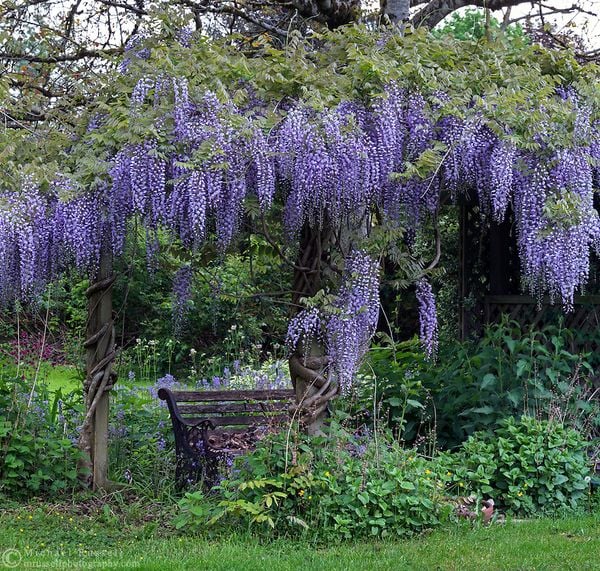 hoa tử đằng nhật