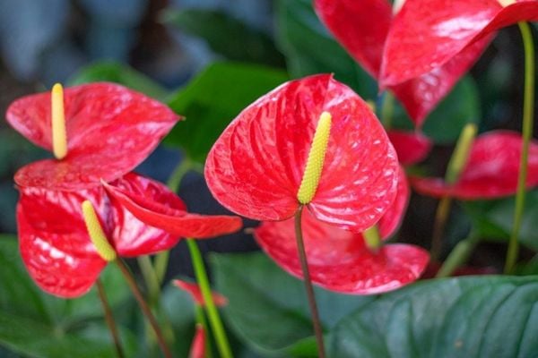 Hoa đại hồng môn đỏ
