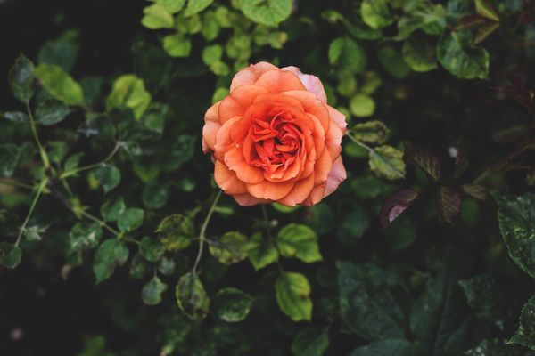 Hoa hồng cam