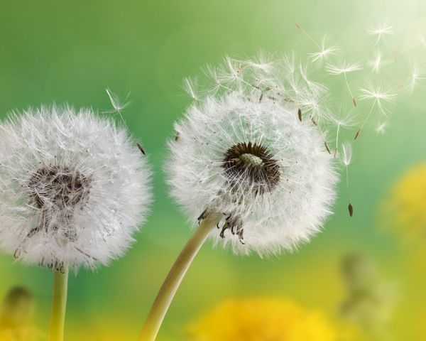 Ý nghĩa hoa bồ công anh là biểu tượng của ước mơ, niềm hy vọng