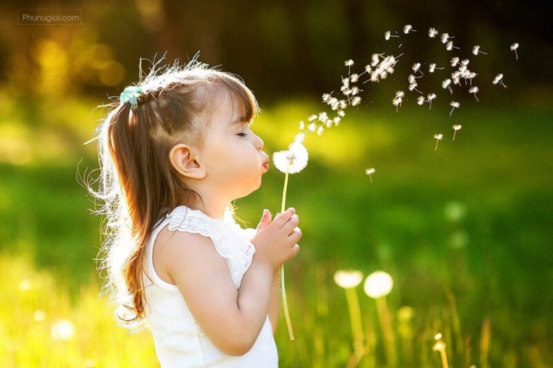 Khám phá ý nghĩa sâu sắc của hoa bồ công anh trong tình yêu và cuộc sống
