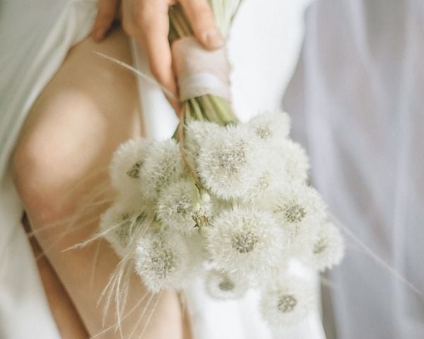 Ý nghĩa hoa bồ công anh được dùng làm hoa cưới, tượng trưng cho tình yêu thuần khiết