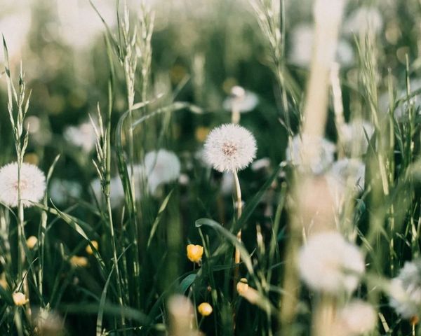 Hoa bồ công anh có sắc trắng và vàng, hợp với những người mệnh Mộc và Thổ