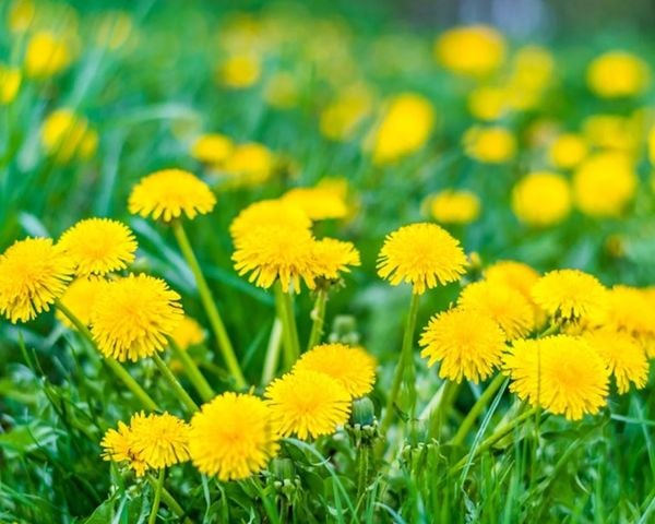 Cánh đồng hoa bồ công anh vàng rực rỡ