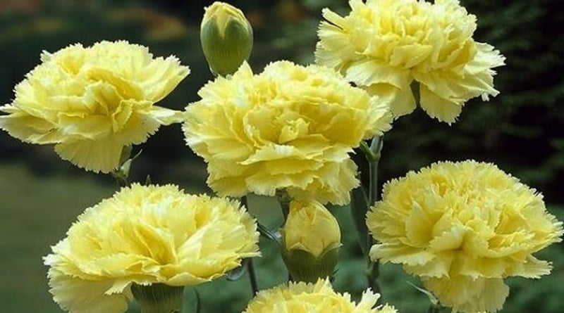 Hoa Cẩm Chướng vàng cánh kép