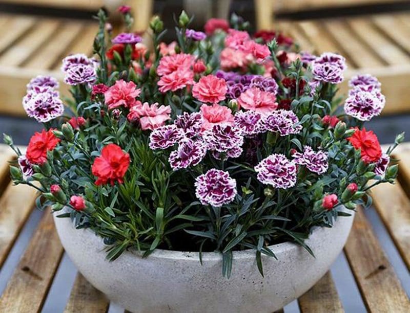 Gợi ý cách bố trí hoa cẩm chướng để trang trí không gian nội ngoại thất thêm đẹp