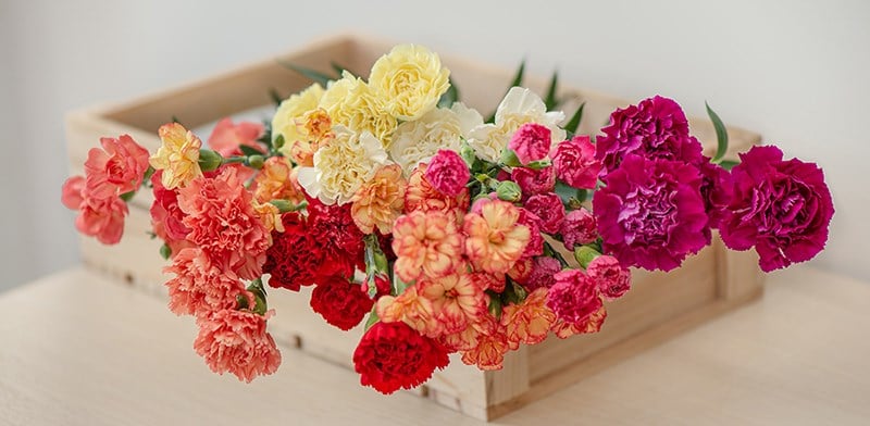 Cẩm Chướng Chùm - Hoa Cắt Cành