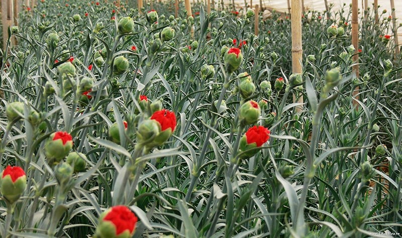 Hoa Cẩm Chướng được trồng bằng hai phương pháp chính là gieo hạt và giâm cành.