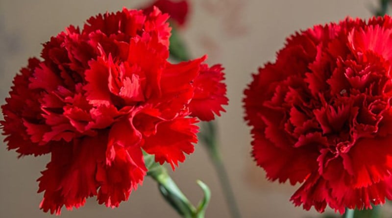 Ý nghĩa hoa cẩm chướng đỏ là biểu tượng của một tình yêu sâu đậm