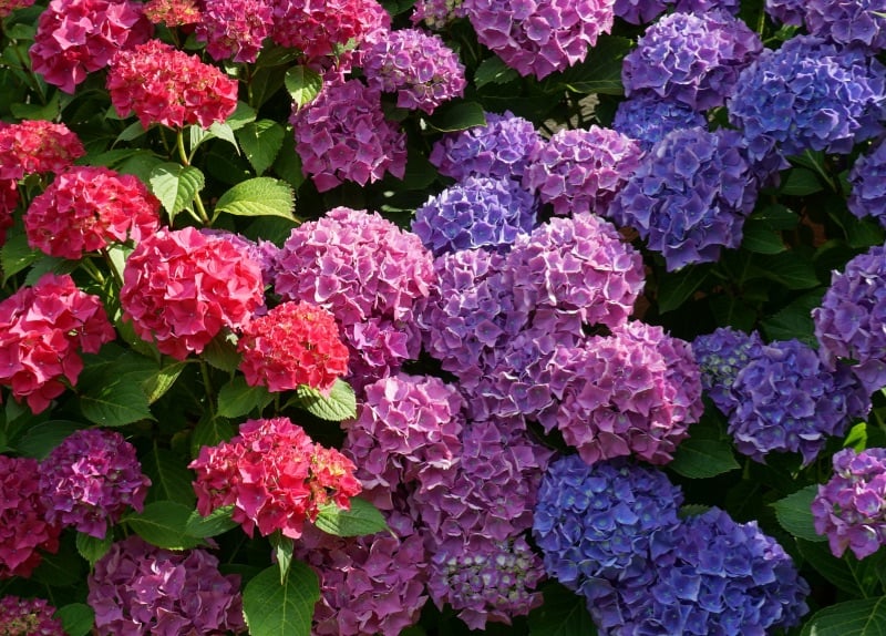 Ứng dụng và ý nghĩa của hoa cẩm tú cầu trong đời sống và phong thủy