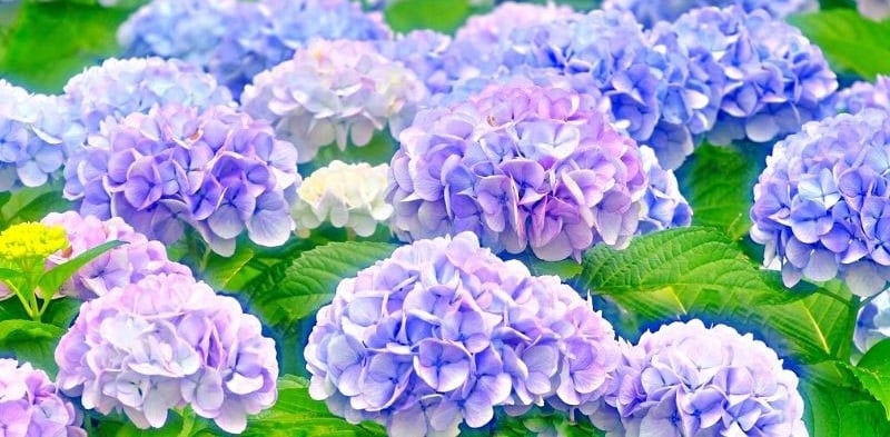 Tìm hiểu các loại hoa cẩm tú cầu phổ biến trên thế giới hiện nay