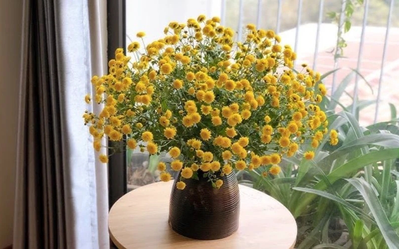 Bình hoa cúc trang trí nhà cửa