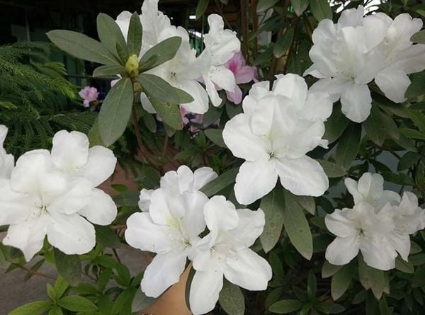 Hoa đỗ quyên thường được dùng chữa phong hàn, đau khớp, đau dây thần kinh, viêm phế quản mãn tính,...